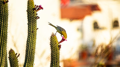 Icterus cucullatus