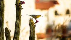 Icterus cucullatus