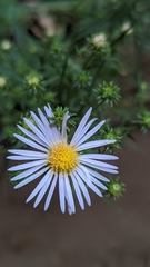 Symphyotrichum welshii