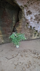 Symphyotrichum welshii