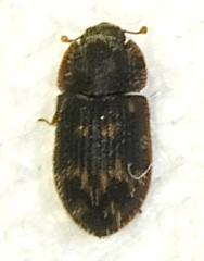 Eucicones marginalis