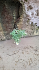 Symphyotrichum welshii