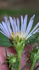 Symphyotrichum welshii