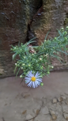 Symphyotrichum welshii