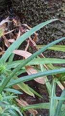 Symphyotrichum welshii