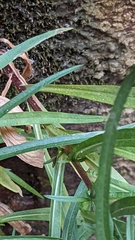 Symphyotrichum welshii