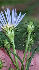 Symphyotrichum welshii