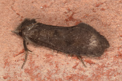 Acrolophus propinqua