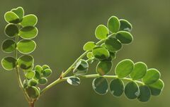 Coronilla vaginalis