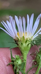 Symphyotrichum welshii