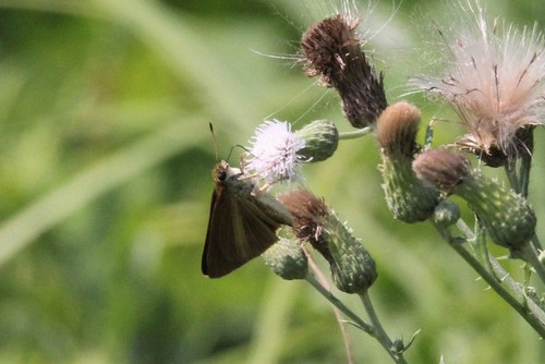 Dukes' Skipper