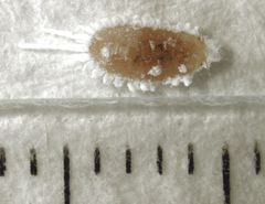 Laminicoccus flandersi