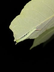 Ceratomia undulosa