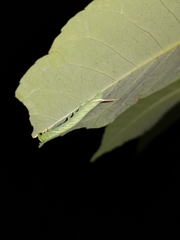 Ceratomia undulosa