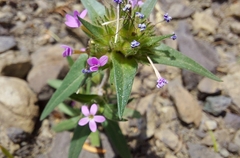 Collomia linearis