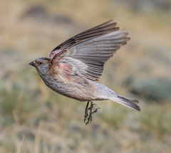 Leucosticte brandti