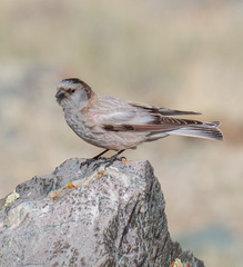 Leucosticte brandti