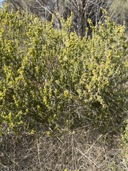 Acacia glandulicarpa