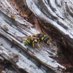 Ancistrocerus durangoensis