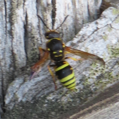Ancistrocerus durangoensis