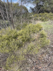Acacia glandulicarpa