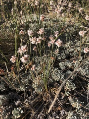 Eriogonum kennedyi austromontanum