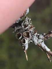 Austroparmelina pseudorelicina