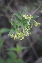 Bouvardia glabra