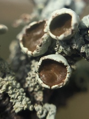 Austroparmelina pseudorelicina