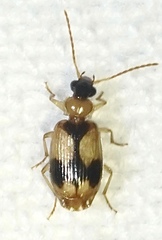 Lebia