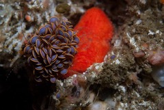 Ochlesis lenticulosus