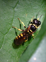 Crossocerus nitidiventris