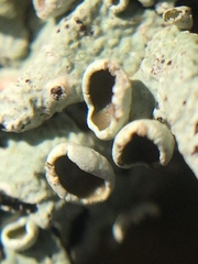 Austroparmelina pseudorelicina