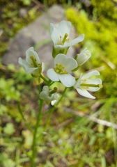 Arabis eschscholtziana