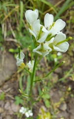Arabis eschscholtziana