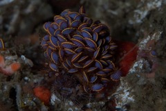 Ochlesis lenticulosus