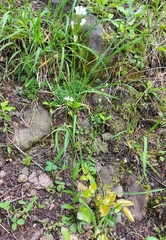 Arabis eschscholtziana