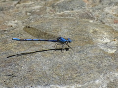 Argia agrioides