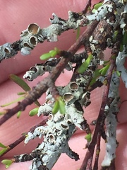 Austroparmelina pseudorelicina