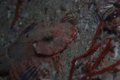 Chelidonichthys capensis