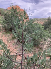 Salsola collina