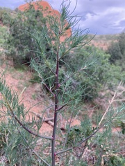 Salsola collina