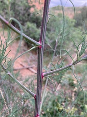Salsola collina
