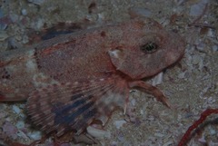 Chelidonichthys capensis