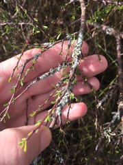 Austroparmelina pseudorelicina