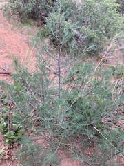 Salsola collina