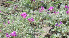 Oxytropis revoluta