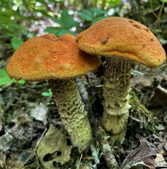 Leccinum