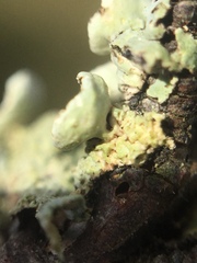 Austroparmelina pseudorelicina