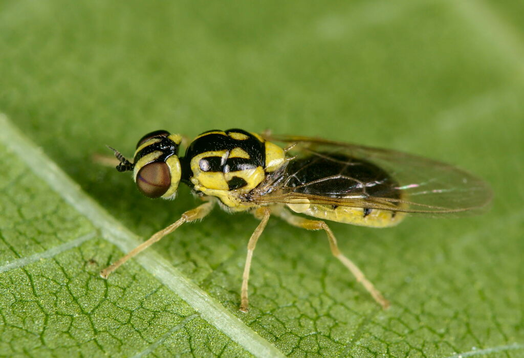 Delicate Soldier